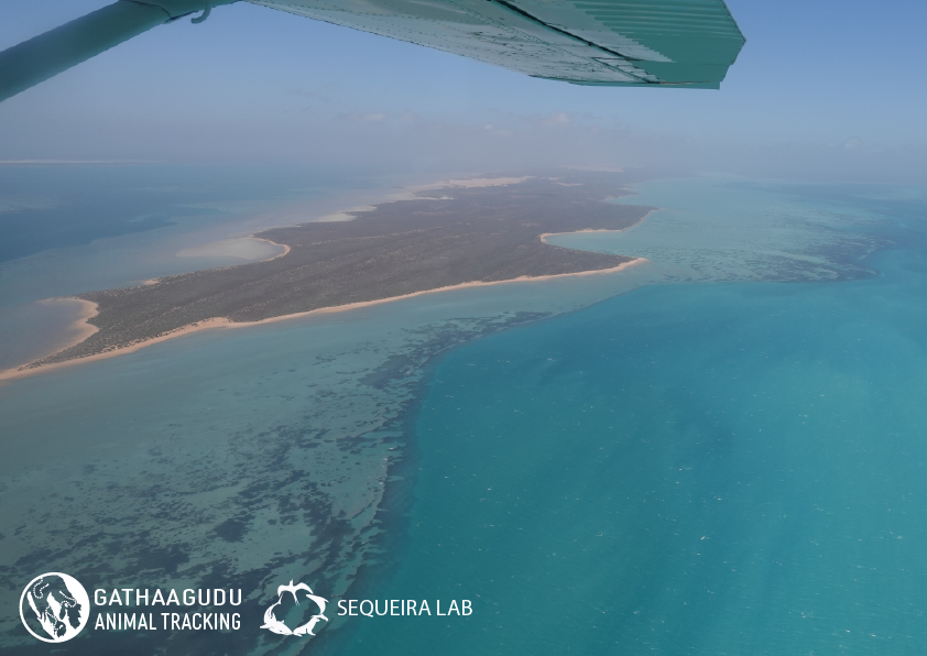 An aerial view of a peninsula in Shark Bay showing the land and surrounding waters, taken from a light aircraft.